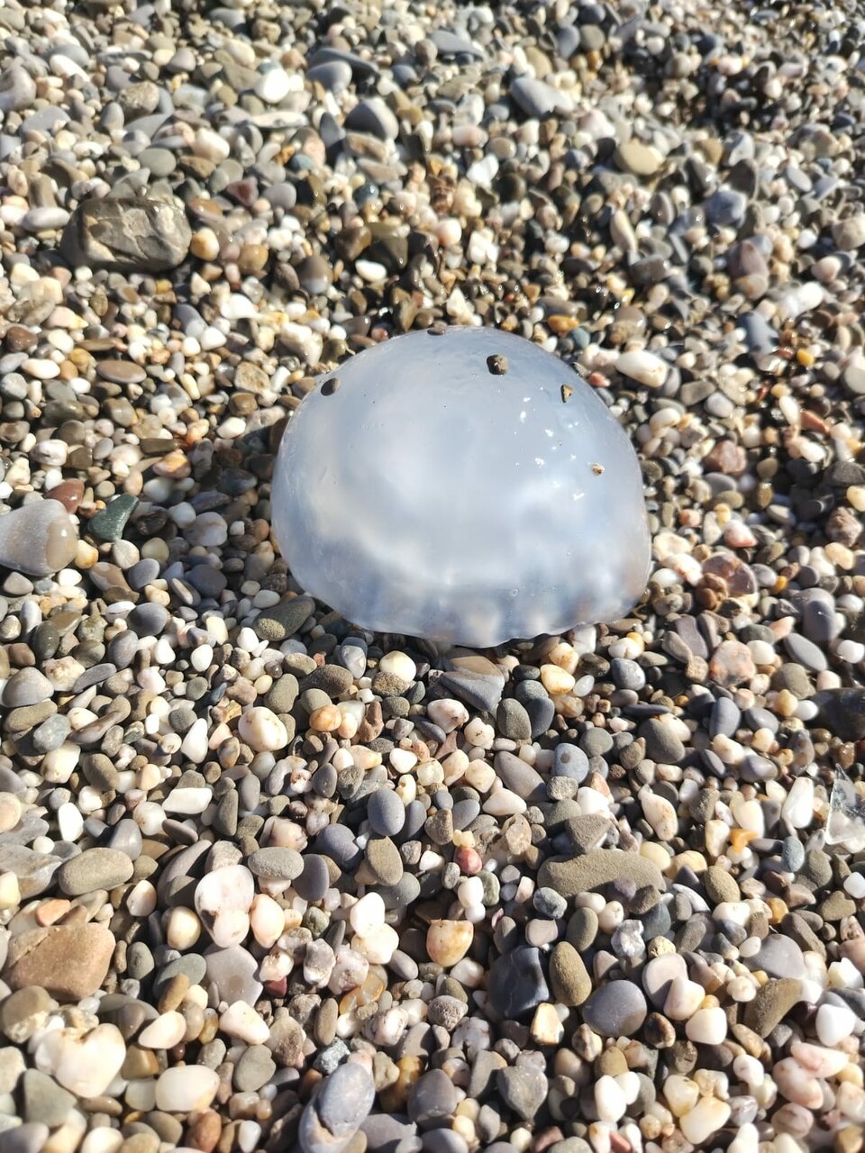 Гостиница Аврора Николаевка-43